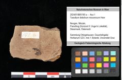 Foto (Objekt + Etikett) von Taxodium distichum miocenicum Heer (NHMW-GEO-2024-0188-0190a)